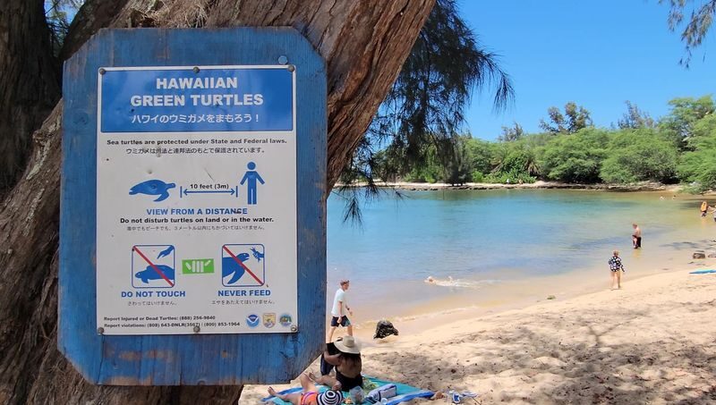 Oahu North Shore Circle Island Adventure + Swimming with Turtles - Tropical Farms, Chinaman’s Hat and the windward side