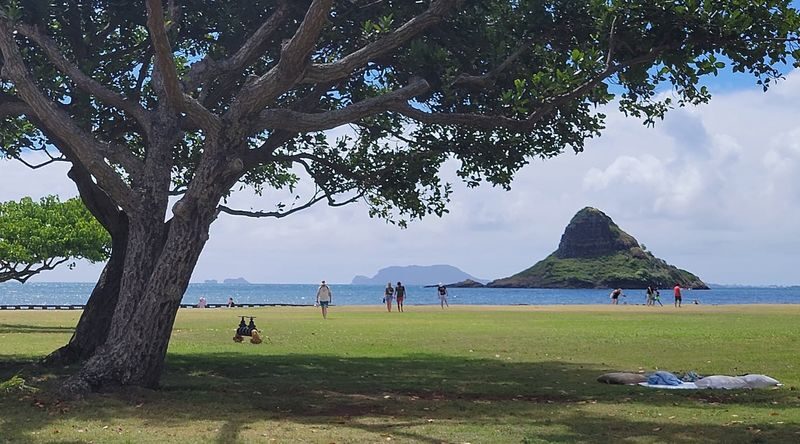 Oahu North Shore Circle Island Adventure + Swimming with Turtles - Turtle Town: a chance to snorkel, not a guarantee