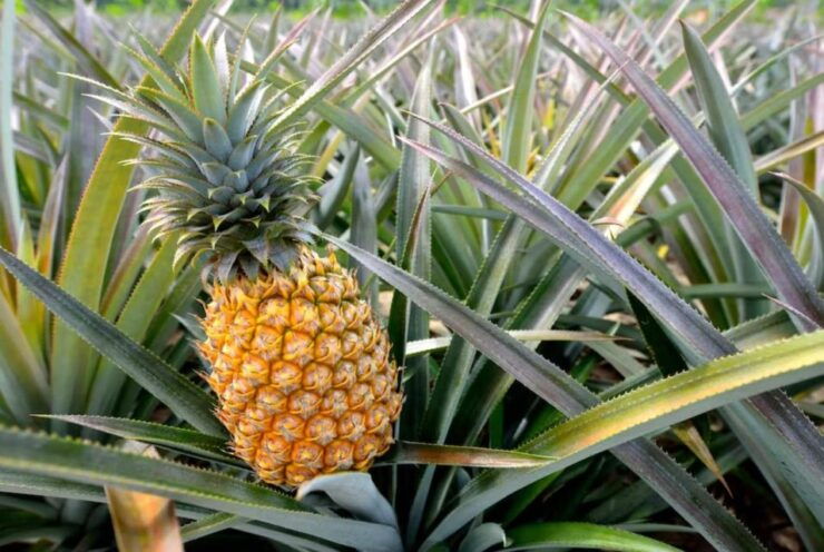 Oahu: North Shore Dole Pineapple Farm Tour - Good To Know