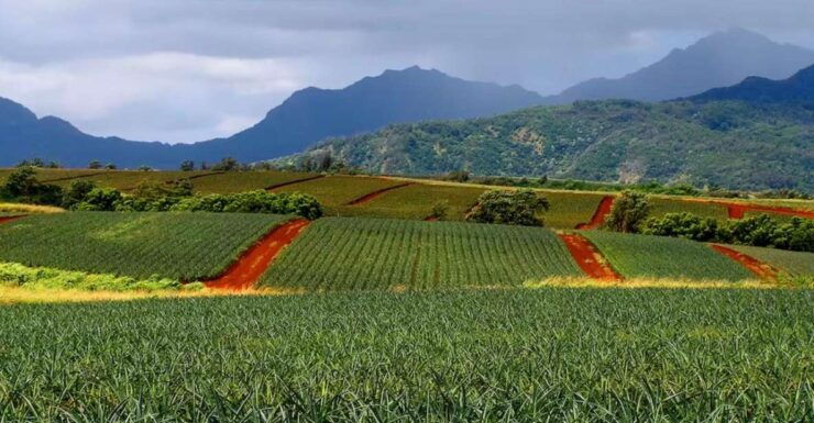 Oahu: North Shore Dole Pineapple Farm Tour - Tour Duration and Guide