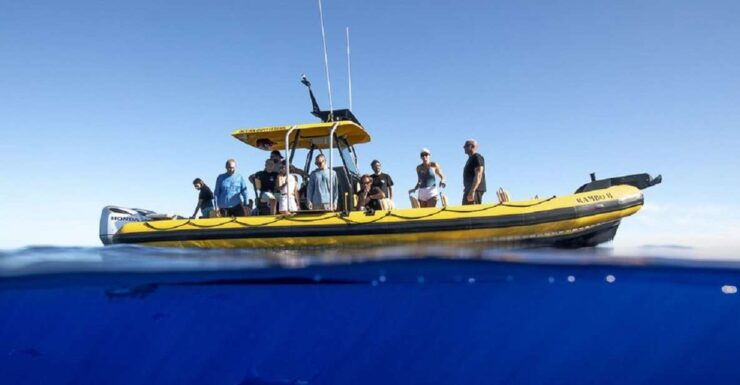 Oahu: North Shore Marine Life Tour From Haleiwa - Tour Duration and Highlights