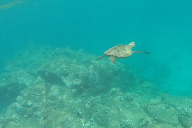 Oahu North Shore Small-Group Stand-Up Paddleboard Turtle Tour - Tour Overview and Activities