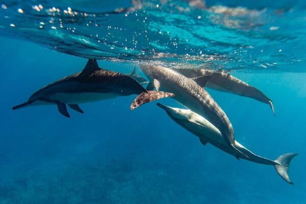 Oahu: North Shore Snorkeling Tour From Haleiwa - Meeting Point and Parking