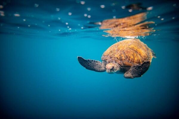 Oahu: North Shore Snorkeling Tour From Haleiwa - Frequently Asked Questions