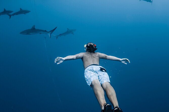 Oahu Open Water Shark Diving Experience - Good To Know