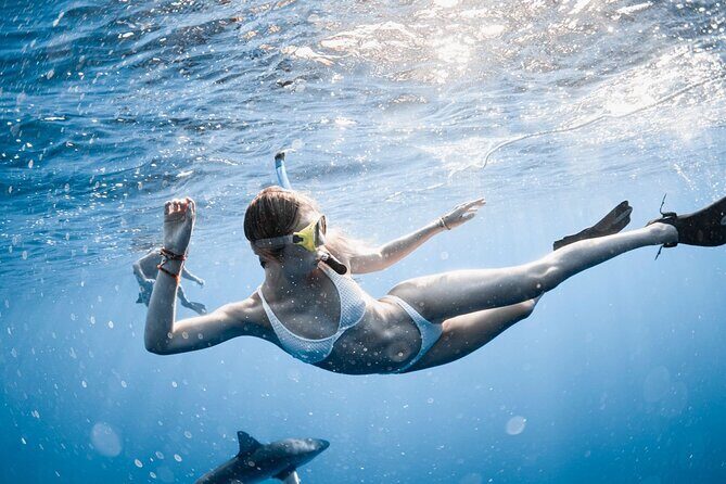 Oahu Open Water Shark Diving Experience - An In-Depth Look at the Oahu Shark Snorkeling Tour