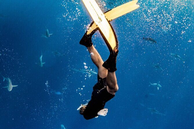 Oahu Open Water Shark Diving Experience - Frequently Asked Questions