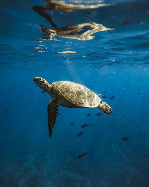 Oahu: Private Catamaran Sunset Cruise With a Guide - Experience