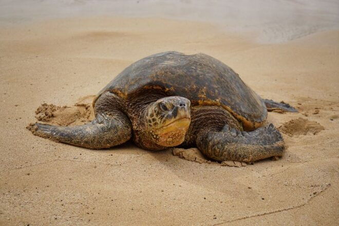 Oahu: Private Full-Day Foodie & Sightseeing Tour - Tour Inclusions