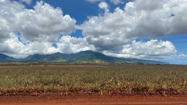 Oahu: Private Full-Day Foodie & Sightseeing Tour - Frequently Asked Questions