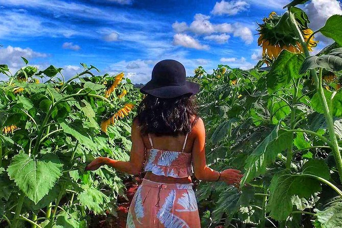 Oahu: Private Half-Day Circle Island Tour  - Honolulu - Overview and Inclusions