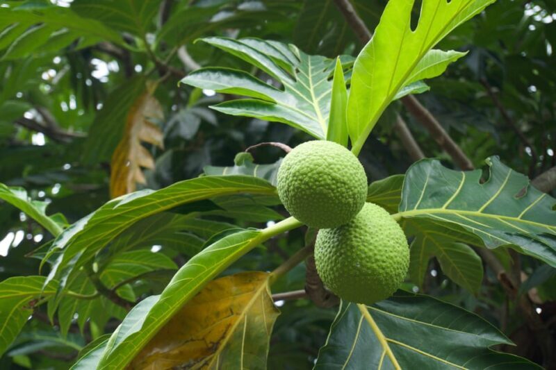 Oahu: Private Tour-North Shore feat. Waimea Falls - The Experience of the Guide: What Travelers Say