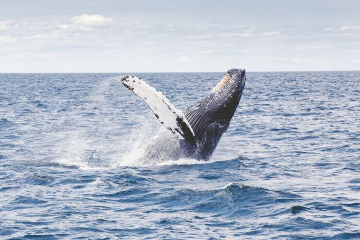 Oahu: Private Whale Watching Adventure - Activity Highlights
