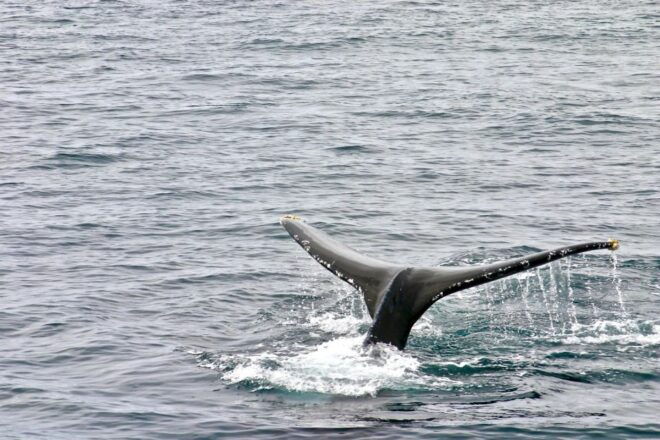 Oahu: Private Whale Watching Adventure - The Sum Up
