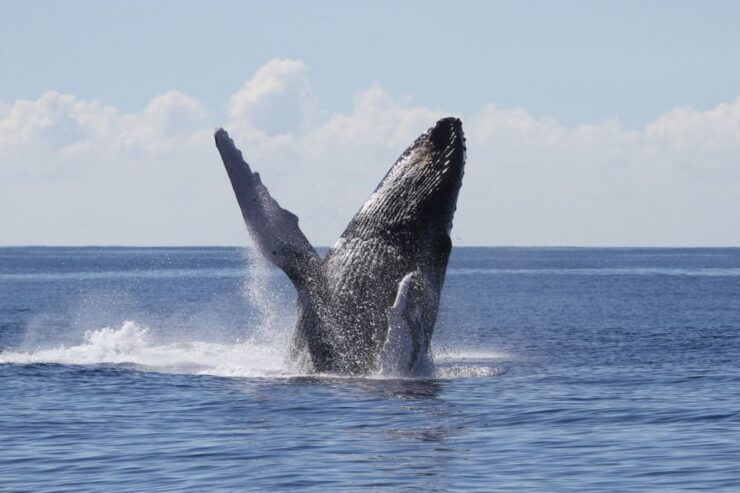 Oahu: Seasonal Whale Watch Cruise - Activity Details