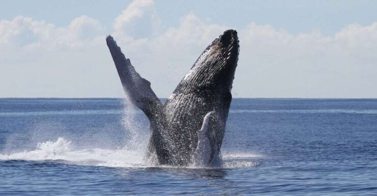 Oahu: Seasonal Whale Watch Cruise - Booking Flexibility