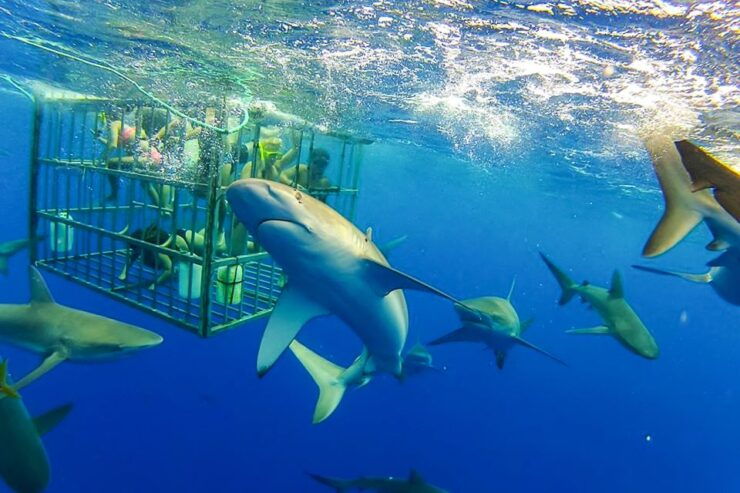 Oahu: Shark Cage Dive on the North Shore - Activity Details