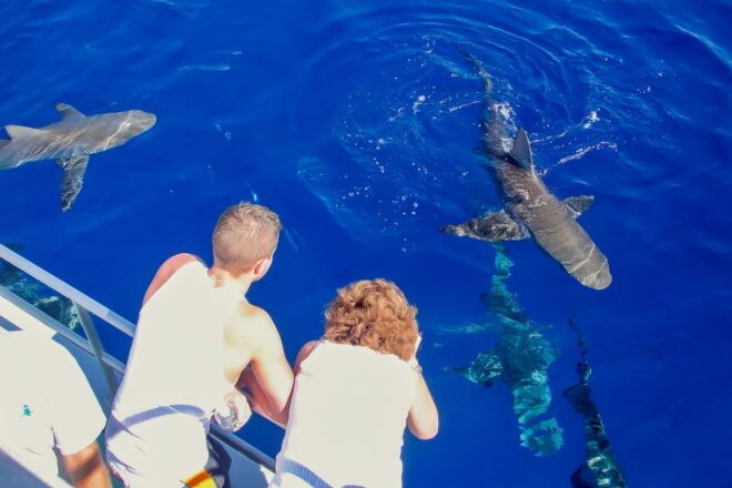 Oahu: Shark Cage Dive on the North Shore - Participant Requirements