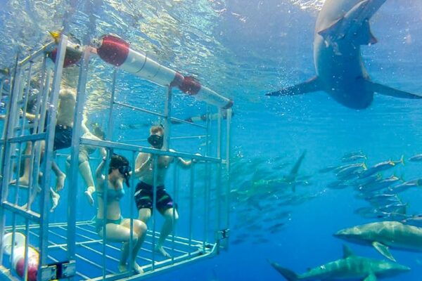 Oahu: Shark Cage Dive on the North Shore - Meeting Point and Date Selection