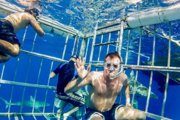Oahu: Shark Cage Dive on the North Shore - Common Questions