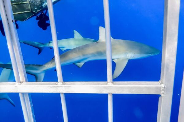 Oahu: Shark Cage Dive on the North Shore - The Sum Up