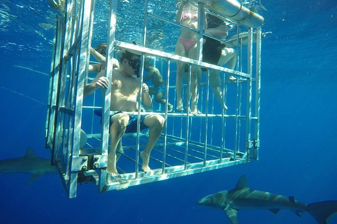 Oahu Shark Dive - Pricing and Value