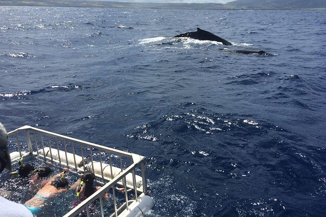 Oahu Shark Dive - Additional Information and Reviews