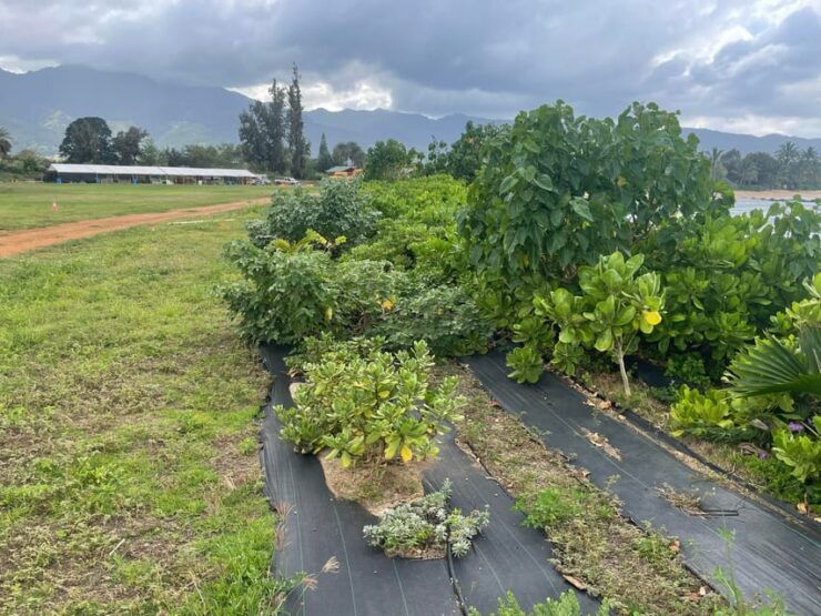 Oahu: Shoreline Restoration Tour W/ Native Plants & Animals - Good To Know