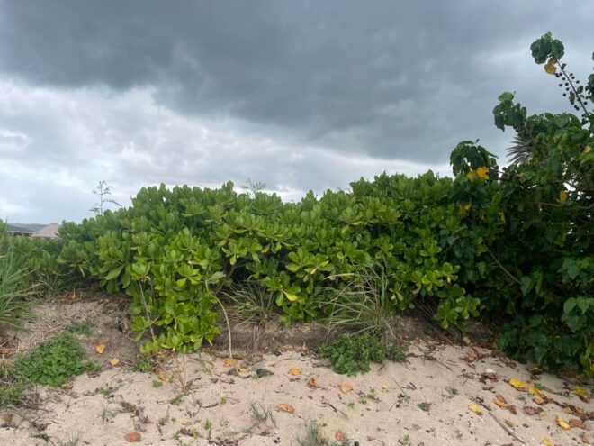 Oahu: Shoreline Restoration Tour W/ Native Plants & Animals - Important Information