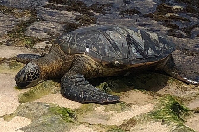 Oahu Small-Group Tour  - Honolulu - How to Book and Contact Information