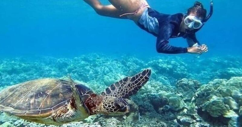 Oahu: Snorkel Adventure in Marine Sanctuary - Oahu: Snorkel Adventure in Marine Sanctuary