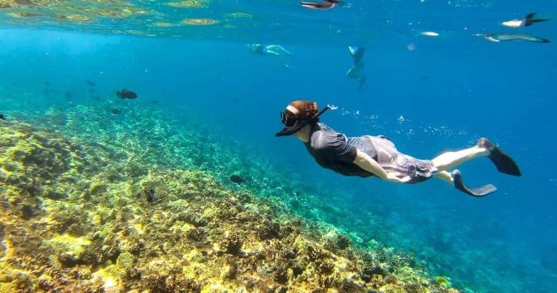 Oahu: Snorkel Adventure in Marine Sanctuary - Good To Know