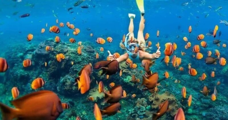 Oahu: Snorkel Adventure in Marine Sanctuary - Practical Details and Value