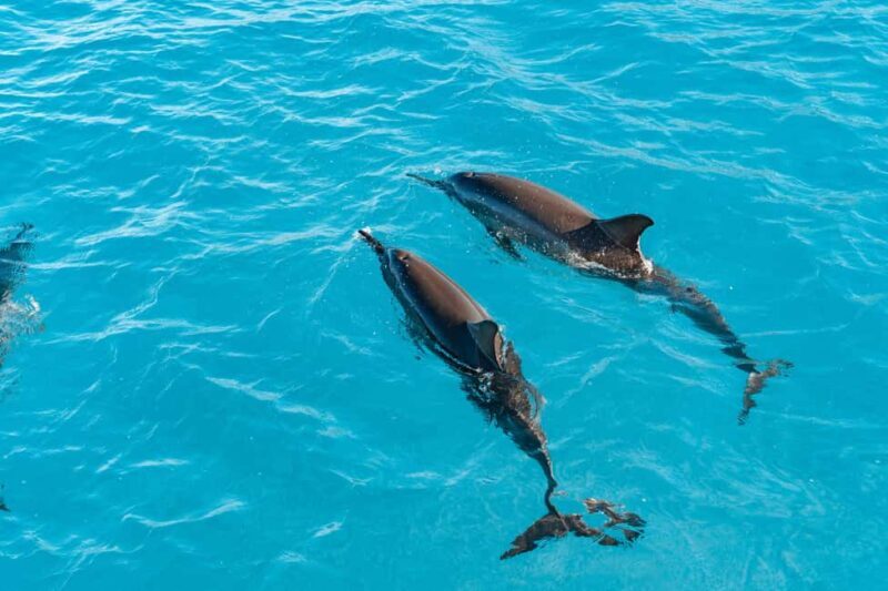 Oahu: Speedboat Snorkeling Adventure and Wild Dolphin Swim - The Experience in Detail