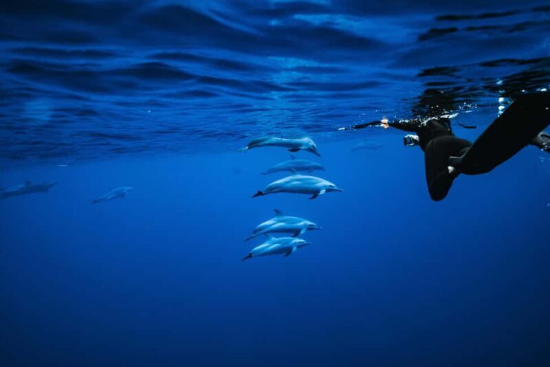 Oahu: Speedboat Snorkeling Adventure and Wild Dolphin Swim - Final Thoughts: Is It Worth It?