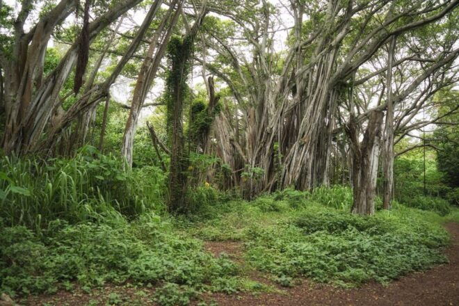 Oahu: Sunrise & Full-Day Island Photo Tour With Small Group - Tour Itinerary