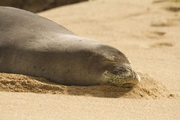 Oahu: Sunrise & Full-Day Island Photo Tour With Small Group - Return to Waikiki