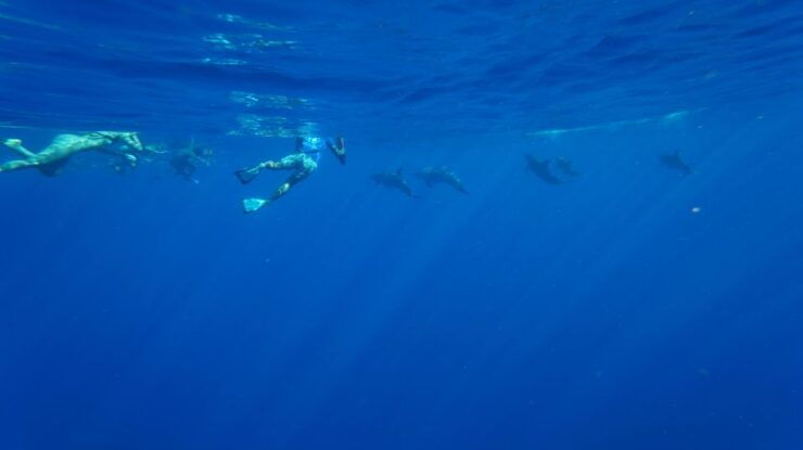 Oahu: Swim With Dolphins, Turtle Snorkel Tour and Waterslide - Activity Details
