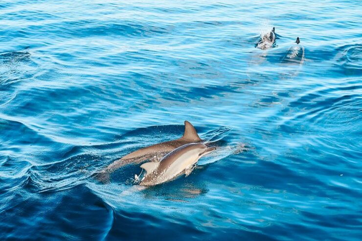 Oahu: Swim With Dolphins, Turtle Snorkel Tour and Waterslide - Activity Highlights