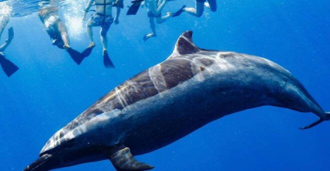 Oahu: Swim With Dolphins, Turtle Snorkel Tour and Waterslide - Experience Description