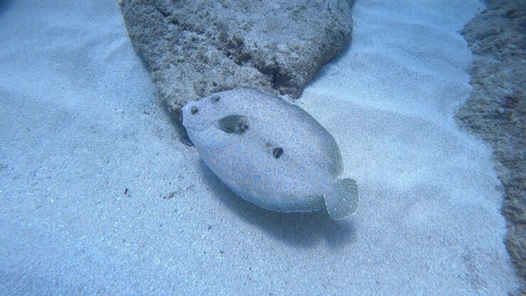 Oahu: Try Scuba Diving From Shore - Experience
