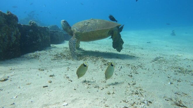 Oahu: Try Scuba Diving From Shore - Important Information