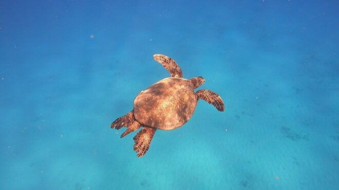 Oahu: Try Scuba Diving From Shore - Reservation and Location Details