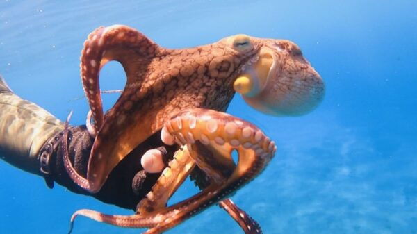 Oahu: Try Scuba Diving From Shore - Guided Reef Tour