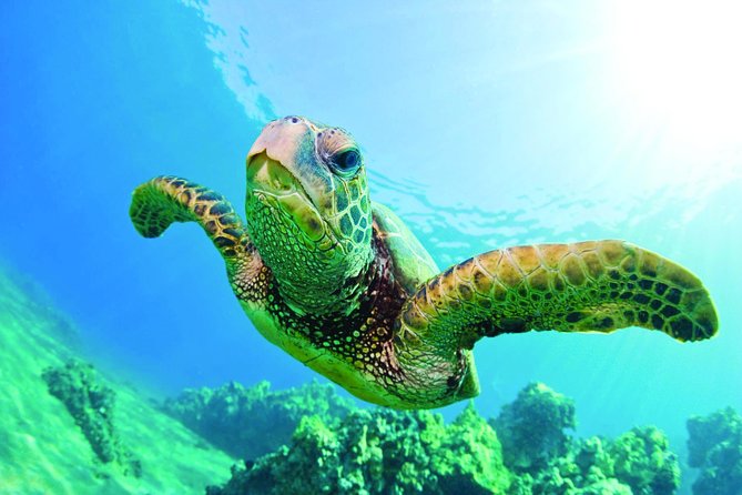 Oahu Turtle Canyon Snorkel Catamaran Cruise With Green Turtles - Pricing and Guarantee