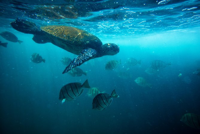 Oahu Turtle Canyon Snorkel Catamaran Cruise With Green Turtles - Tour Details