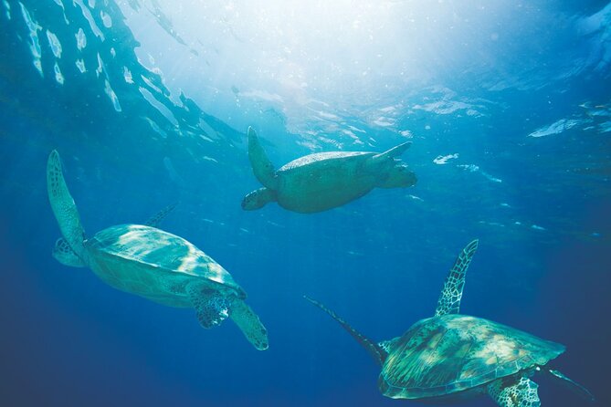 Oahu Turtle Canyon Snorkel Catamaran Cruise With Green Turtles - Catamaran and Crew