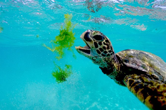 Oahu Turtle Canyon Snorkel Catamaran Cruise With Green Turtles - Tour Guides and Experience