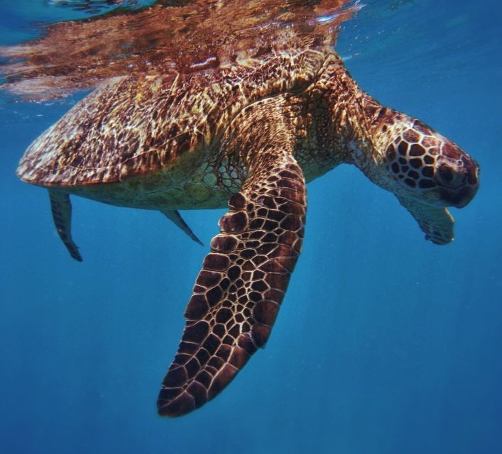Oahu: Turtle Canyon Snorkeling Boat Tour - Booking Details