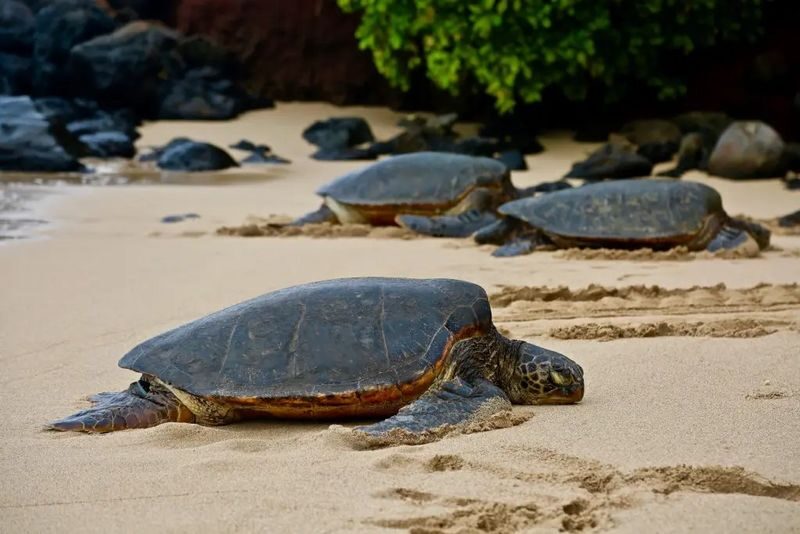 Oahu Ultimate Circle Island Day Tour - The quick read